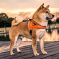 Dog Harness and Leash for Medium to Large Breeds