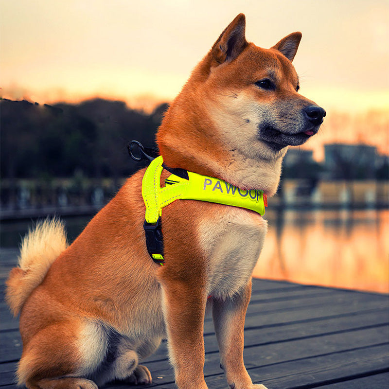 Dog Harness and Leash for Medium to Large Breeds