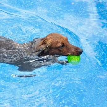 Vízálló nyikorgó kutya játéklabda